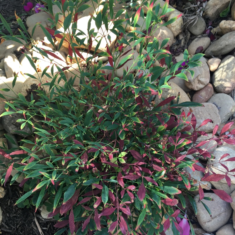 Nandina domestica 'Fire Power'