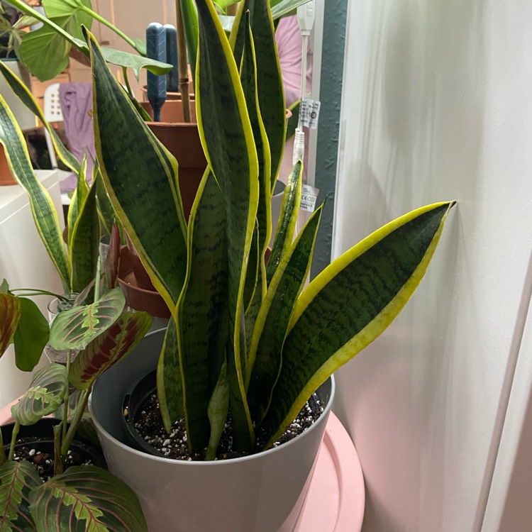 Plant image Sansevieria laurentii Trifasciata