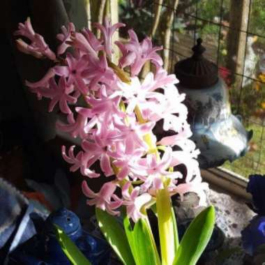 Hyacinth