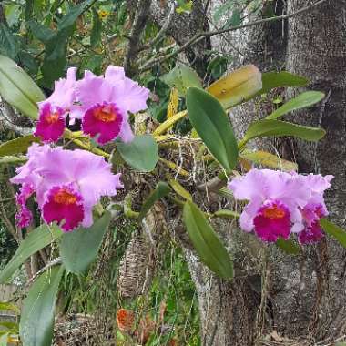 Cattleya hybrid