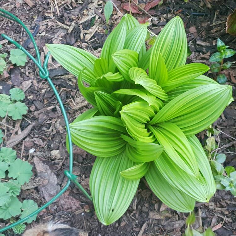 Plant image Veratrum nigrum