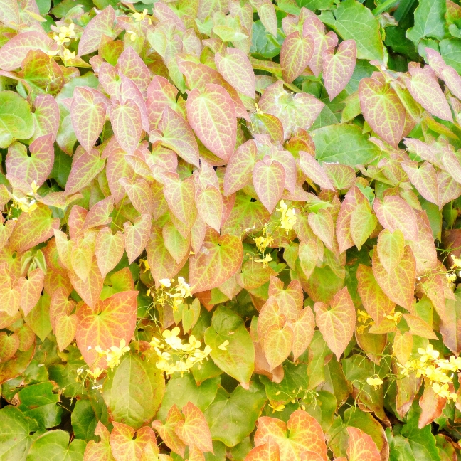 Plant image Epimedium