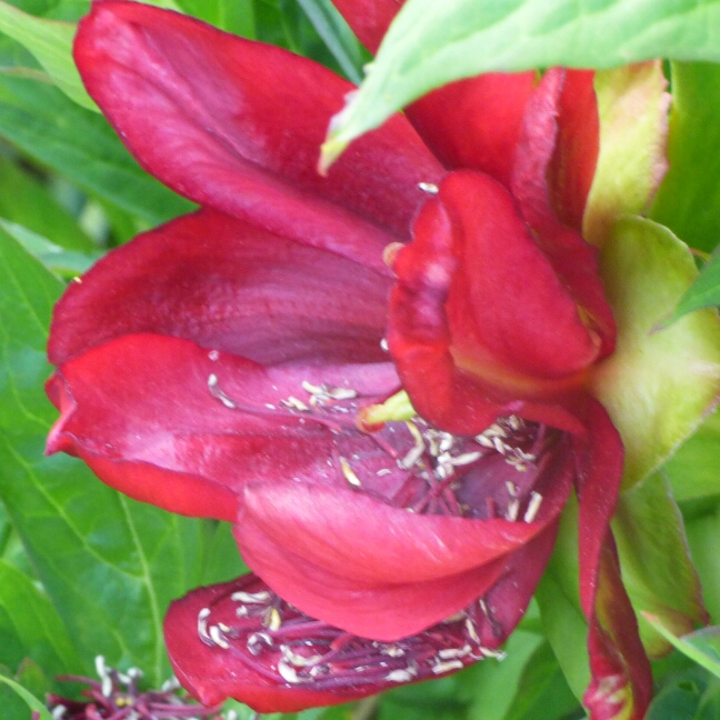 Plant image Paeonia x suffruticosa 'Luo Yang Hong'