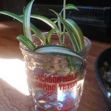 Spider Plant 'Bonnie'