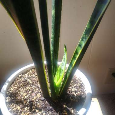 Snake Plant