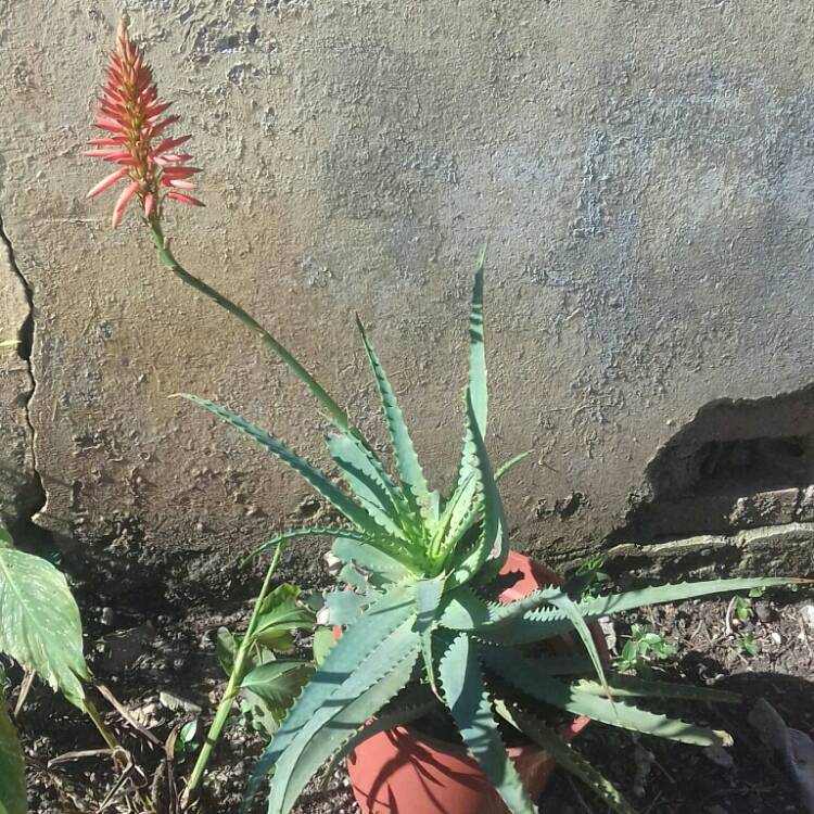 Plant image Aloe hybrid 'Always Red'