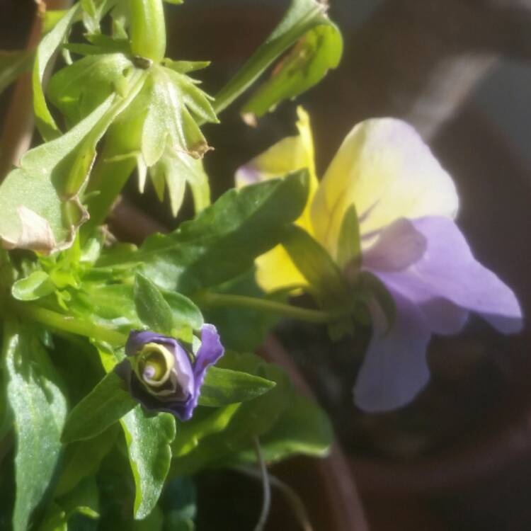 Plant image Viola tricolor 'Heartsease Yellow'