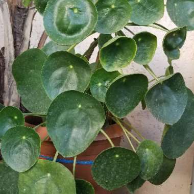 Chinese Money Plant