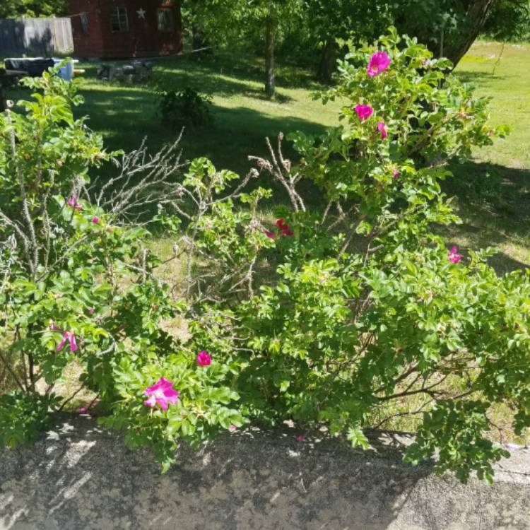 Plant image Rosa rugosa 'Pink'