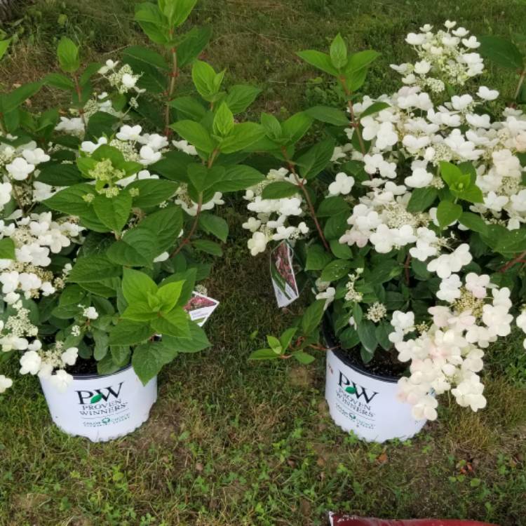 Plant image Hydrangea paniculata 'Quick Fire'