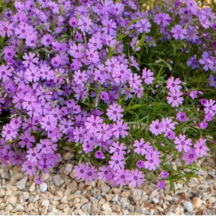 Plant image Phlox subulata 'Purple Beauty'