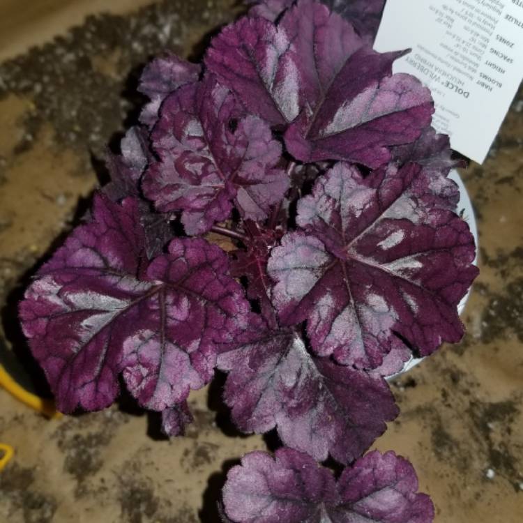 Plant image Heuchera 'Wildberry' (Dolce Series)