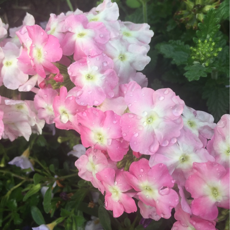 Plant image Verbena 'Aztec Pink Magic'