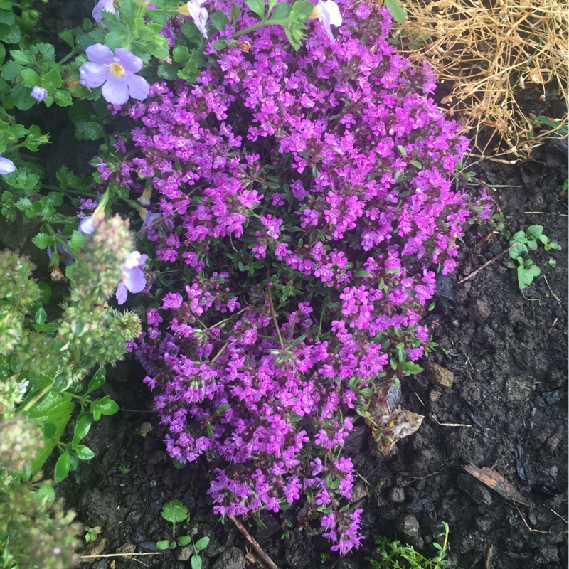 Plant image Thymus Serpyllum 'Red Carpet'