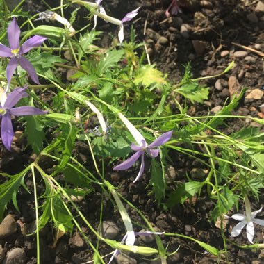 Isotoma 'Gemini Blue'