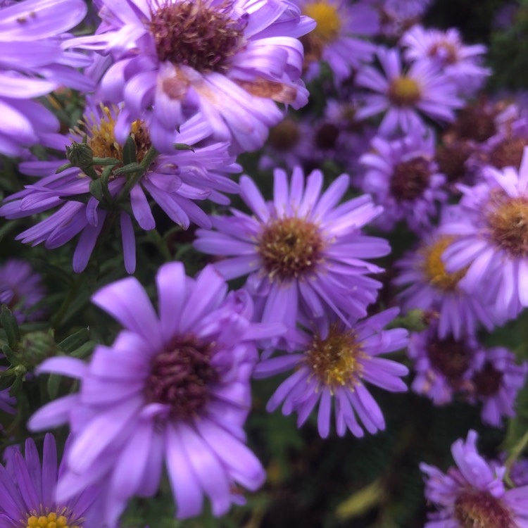 Plant image Aster novi-belgii 'Eventide'