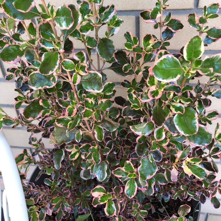 Plant image Coprosma repens 'Pacific Sunrise'