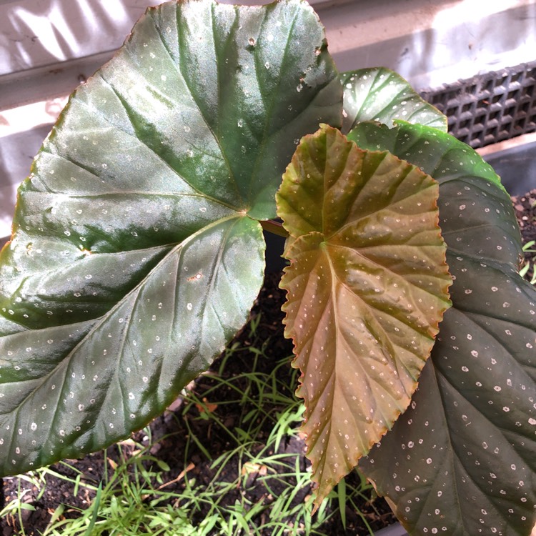 Plant image Begonia maculata 'Raddi'