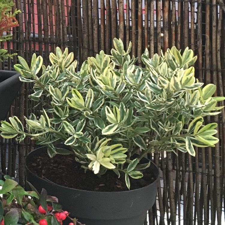 Plant image Hebe 'Silver Queen' syn. Hebe elliptica 'Variegata'