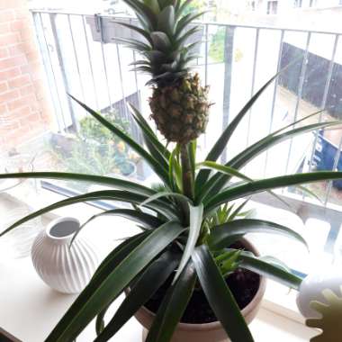 Ananas comosus 'Variegatus'