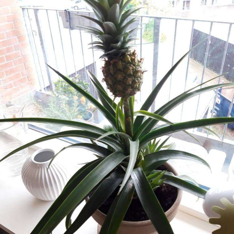 Plant image Ananas comosus 'Variegatus'