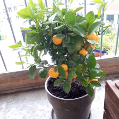 Citrus Aurantium 'Canaliculata'