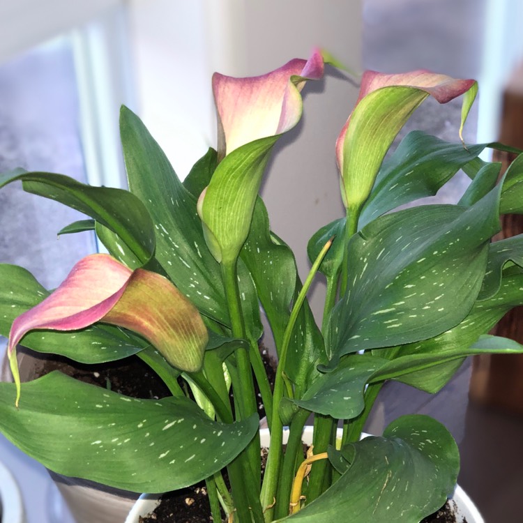 Plant image Zantedeschia rehmannii 'Pink Melody'