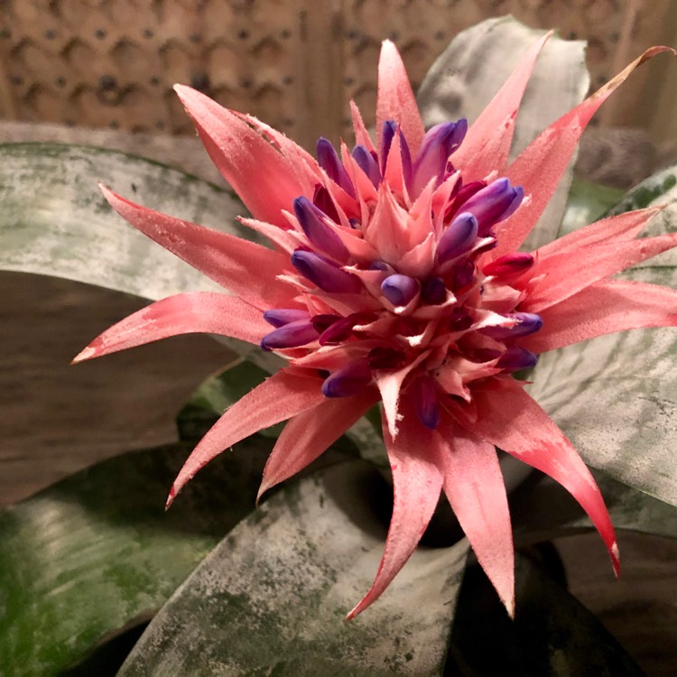 Plant image Aechmea fasciata