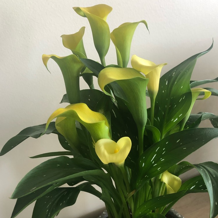 Plant image Zantedeschia 'Sunshine'