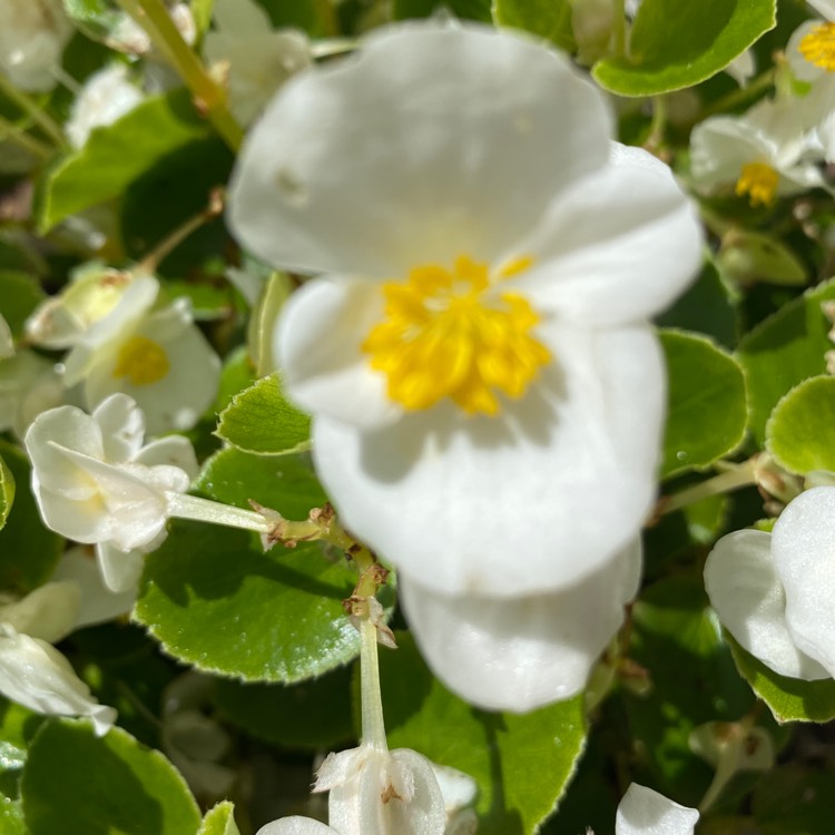 Plant image Begonia 'White Showers'