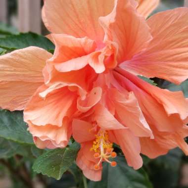 Tropical Hibiscus 'Apricot Brandy'