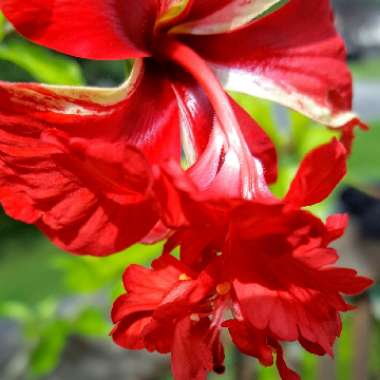 Red Hibiscus