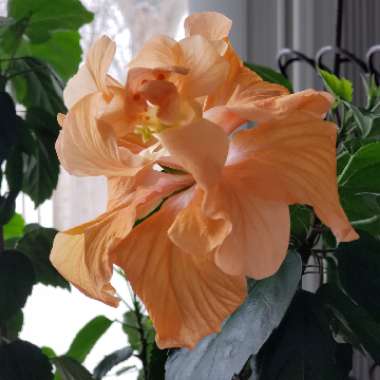 Tropical Hibiscus 'Apricot Brandy'