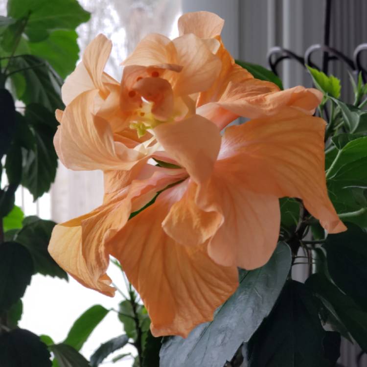 Plant image Hibiscus rosa-sinensis 'Apricot Brandy'