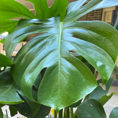 Monstera deliciosa