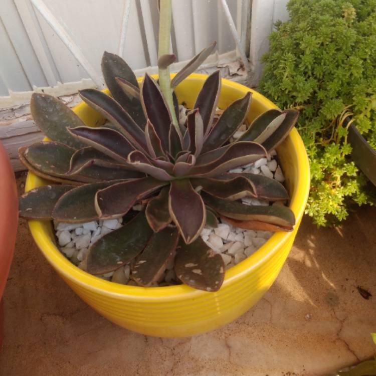 Plant image Echeveria Brown Sugar