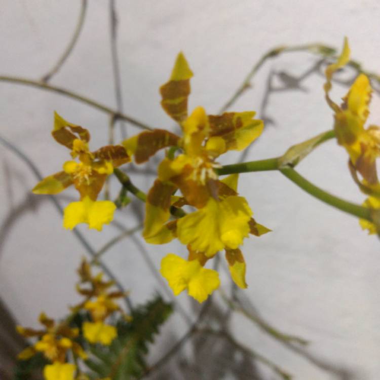 Plant image Oncidium Sphacelatum