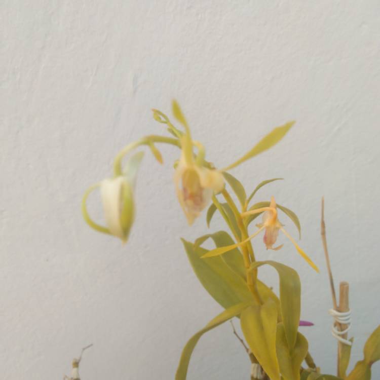 plant image 1528271