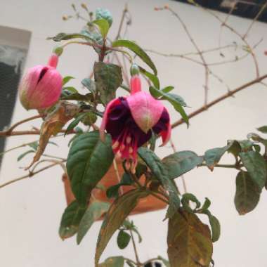 Fuchsia 'Aretillo'