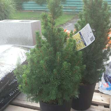 Alberta Spruce 'Conica'