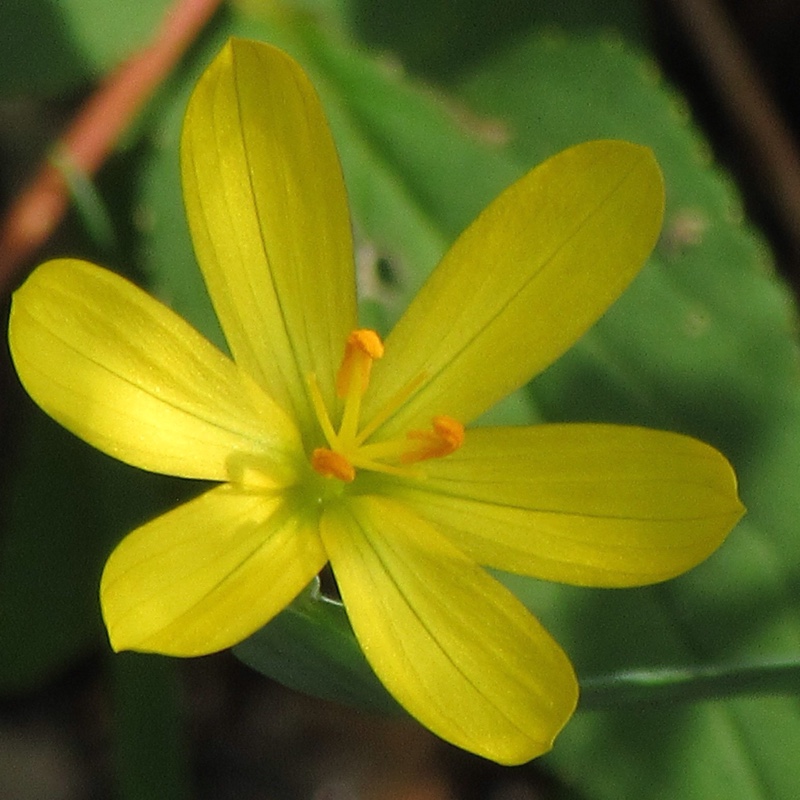 Plant image Sisyrinchium striatum