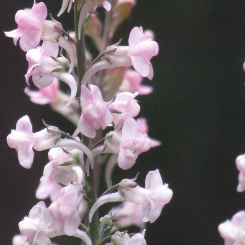 Plant image Linaria purpurea 'Canon Went'