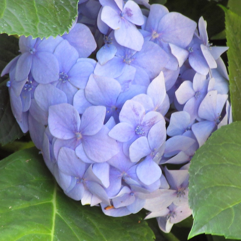 plant image 15373