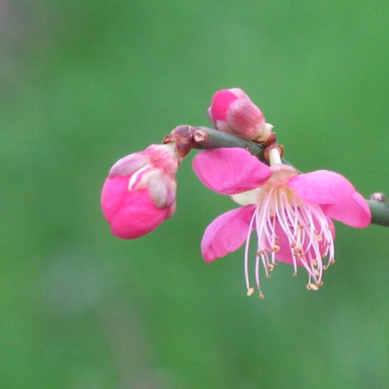 Plant image Prunus Mume Beni-Chidori