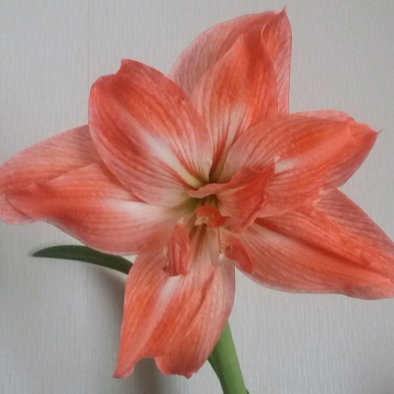 Plant image Hippeastrum (Galaxy Group) 'Orange Souvereign'