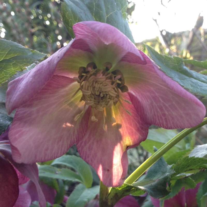 Helleborus orientalis