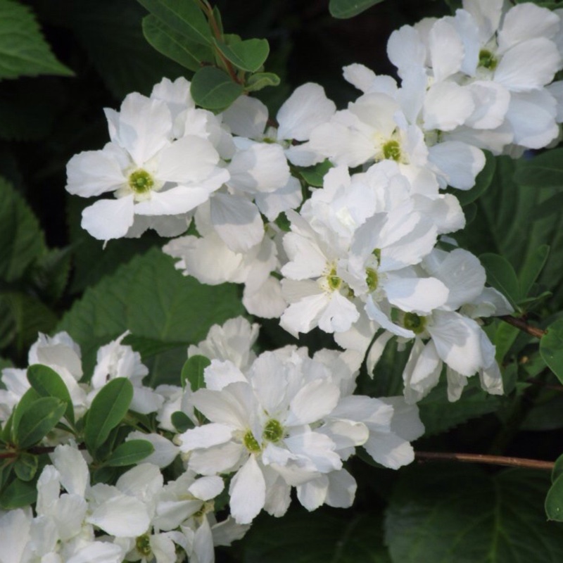 Exochorda x macrantha 'The Bride'