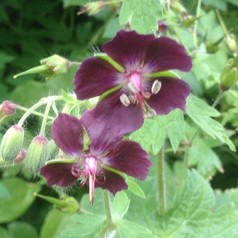 Plant image Geranium phaeum 'Samobor'