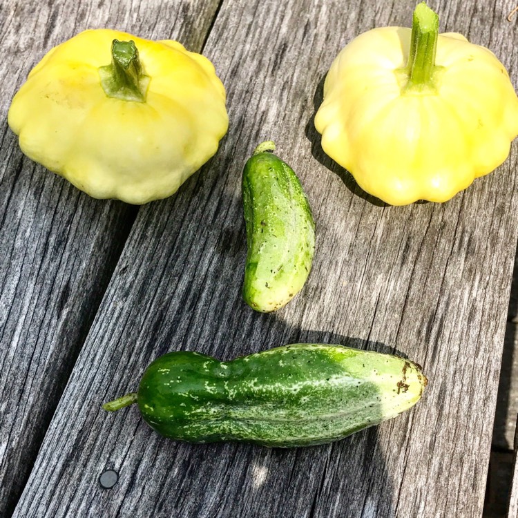 Plant image Cucurbita Pepo 'Yellow Scallop'