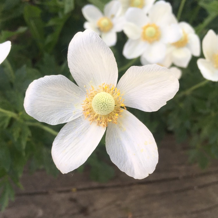 Plant image Anemone canadensis